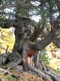 Jardin Albi. Pour dater cet arbre, la dendrochronologie